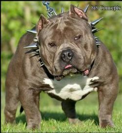 KING GOTTI PIRATE KENNEL