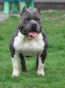 PURE BLUE PITS TI