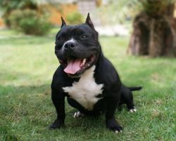 MEX-LINE RAVEN OF JC BULLYZ