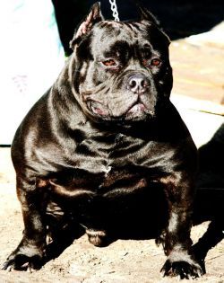 TX XTREME BULLIES' UNDERTAKKER