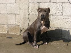 A.C. KENNEL'S KIARA