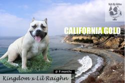 SOUTH BAY GOTTI CALIFORNIA GOLD