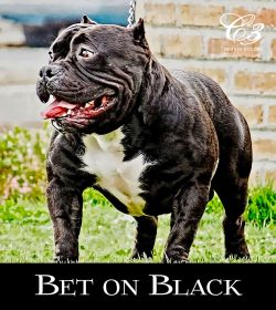 BULLYHOLIC'S BET ON BLACK