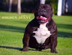 BULLYART DOGS GOLDEN JENNY