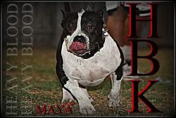 HEAVY BLOOD LINE MAYA