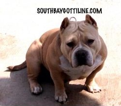 SOUTH BAY GOTTI CALI DREAM