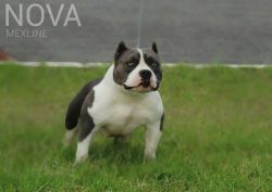 BRK BULLY'S NOVA