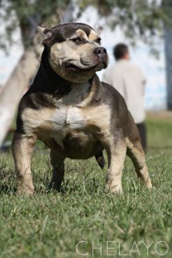 LEDEZMA BULLYZ' MINI GUNZ