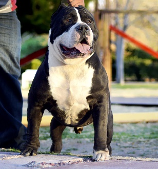 RODRIGUEZ'KENNELS PANDA