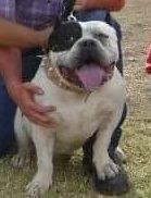 BULLY ICE KENNELS ROMEO