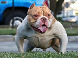 KINGDOM BLOOD'S RED EYE OF EXOTICS BULLYZ ARG