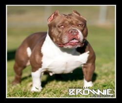 KUSH KENNEL'S BROWNIE