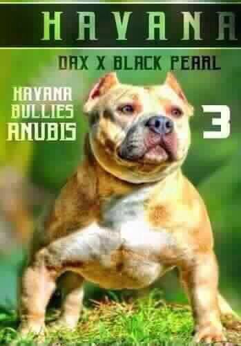 HAVANA BULLIES ANUBIS