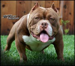 PACIFIC BULLY KENNEL'S FUEGO