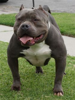 MISTY ROJAS BRAHMANKENNELS