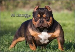 EMINENT BULLIES LITTLE RAMBO DNA-P