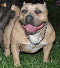 WEST COAST CARTEL BULLY'S NINA