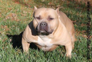 RUFF RALEIGH BULLIES' THE PRESIDENT