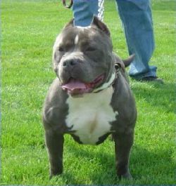 THINK BLUE PIT'S GINA-JEWELZ