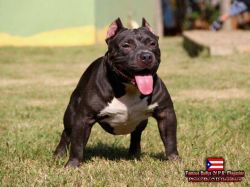 ORTIZ KENNEL X PLAY