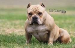 BULLY ACCESS KENNEL'S LAKER GIRL