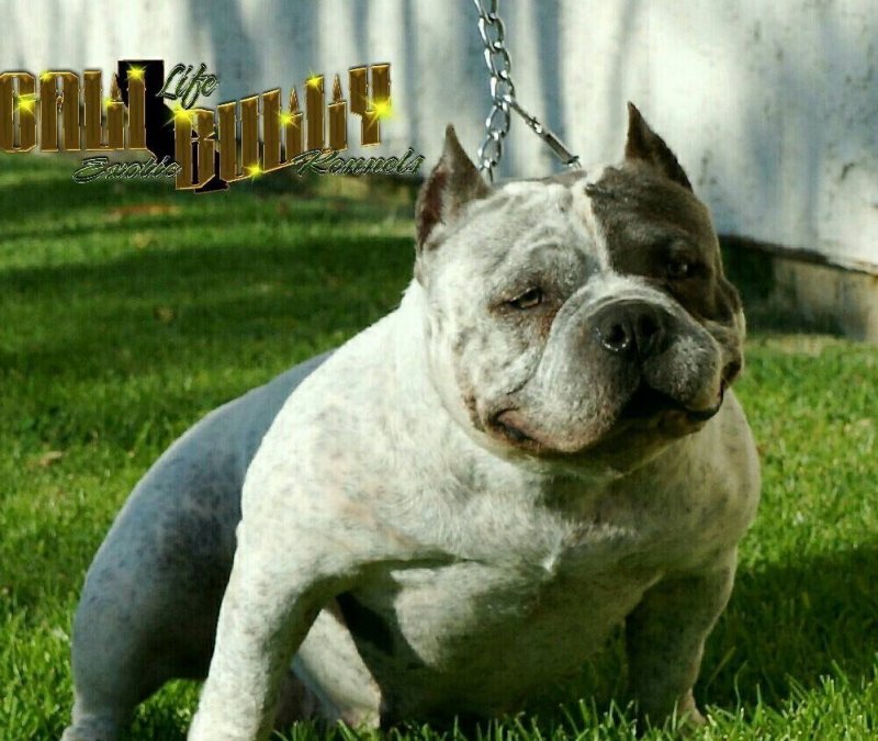 CALI LIFE KENNEL'S BLUE DREAMS