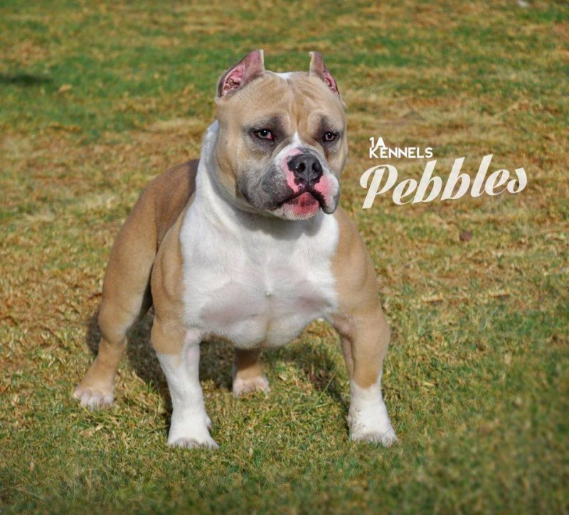 1AKENNELS PEBBLES