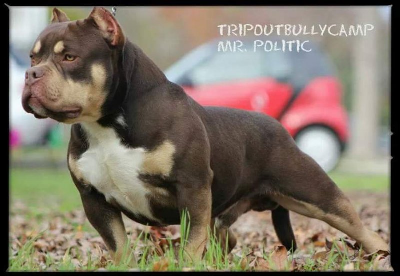 TRIPOUTBULLY MR POLITIC