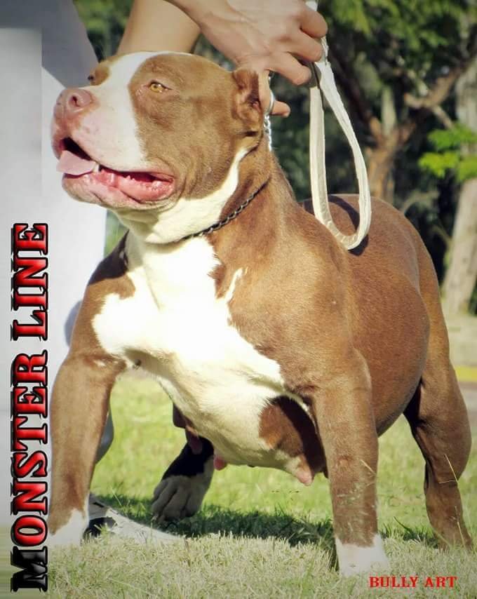 MONSTER BULLYS HARLEY