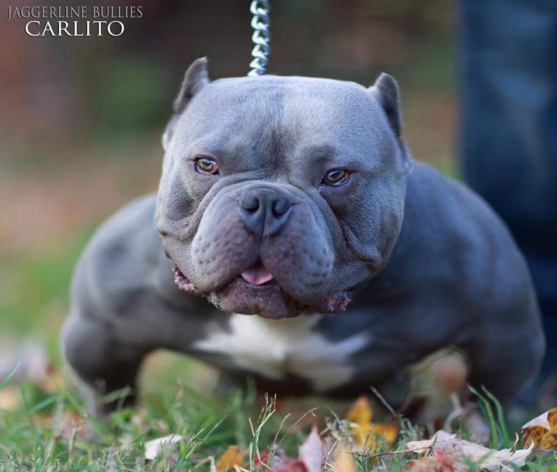 JAGGERLINEBULLIES CARLITO