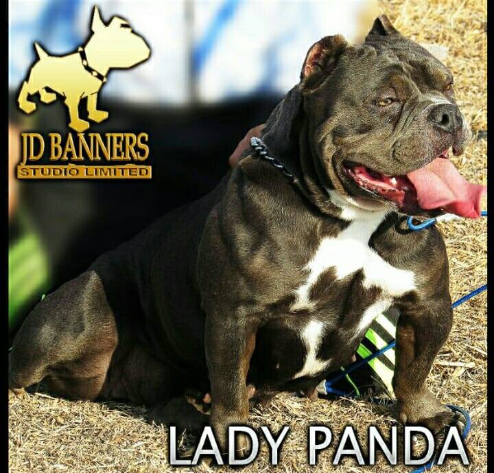 LADY PANDA