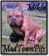 MADTOWNPITS MIKLO