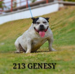 213 GENESY