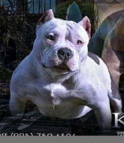 92FIVE'S KONA OF PARKSIDE BULLYS