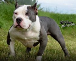 BAYBULLYZ DIOR OF RE BULLYZ