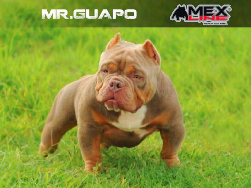 MEX LINE MR. GUAPO