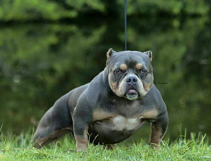 H.Q.BULLY'S BABY GIRLD