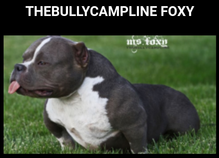 THEBULLYCAMPLINE MS FOXY