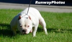 RUNWAY BULLIES WHITEY MCTIGHTY