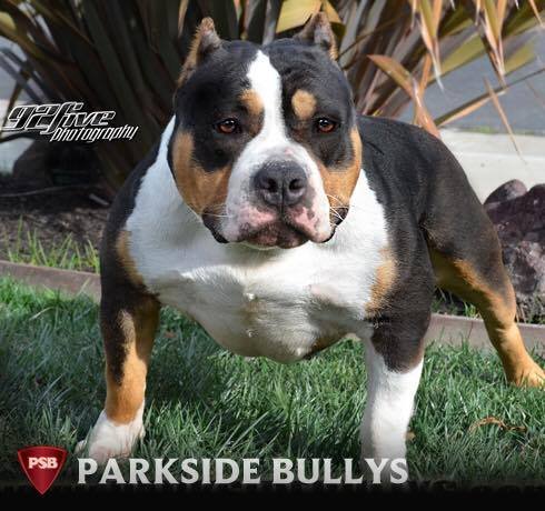 MS. TRIFECTA OF PARKSIDE BULLYS
