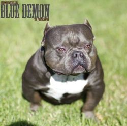 FRESNOSTATEBULLIES BLUE DEMON