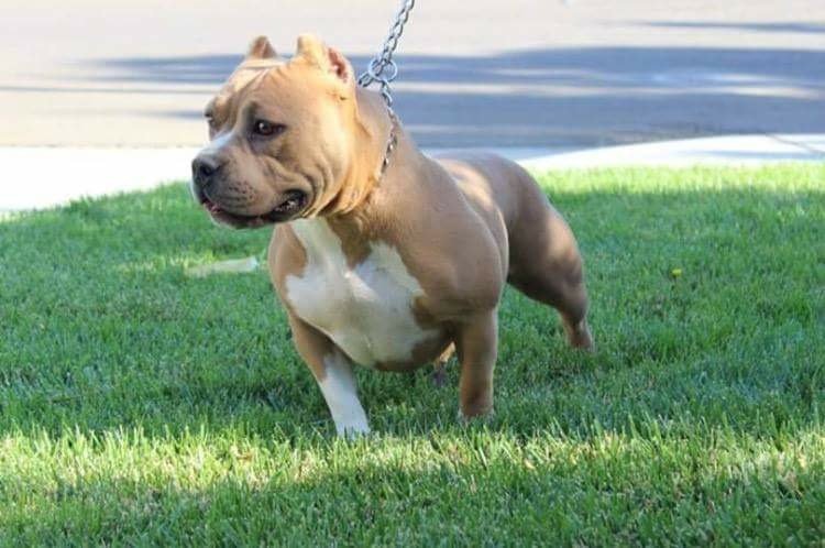 MOSTWANTEDBULLYZ VENUS