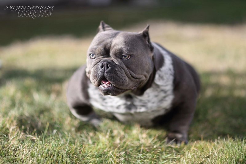 JAGGERLINEBULLIES COOKIE LYON