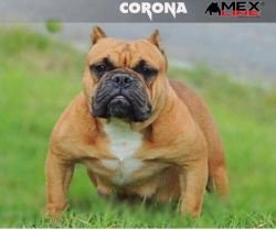 MEXLINE CORONA