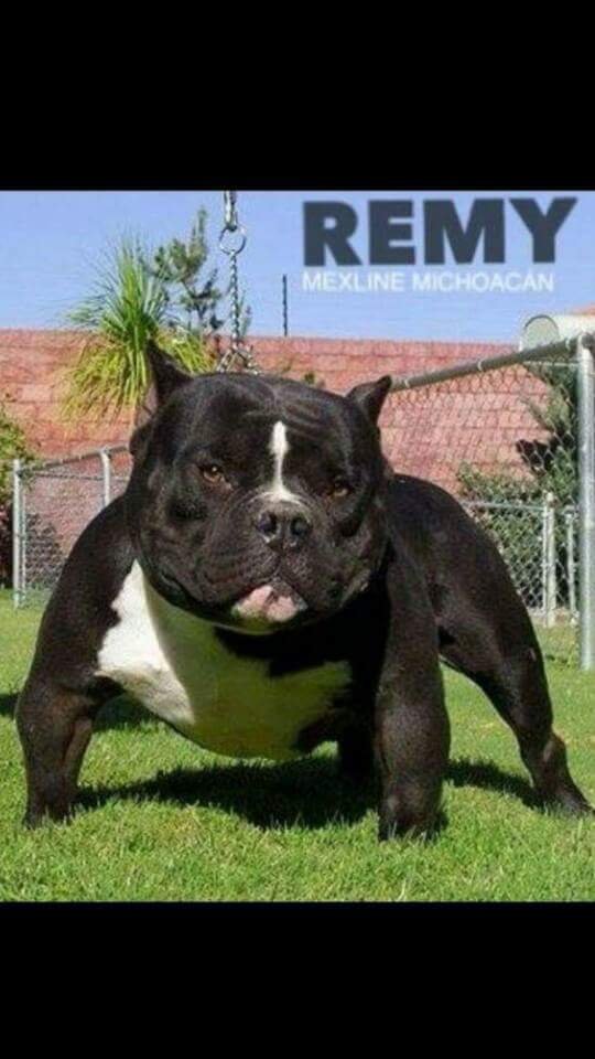 MEX LINE REMY