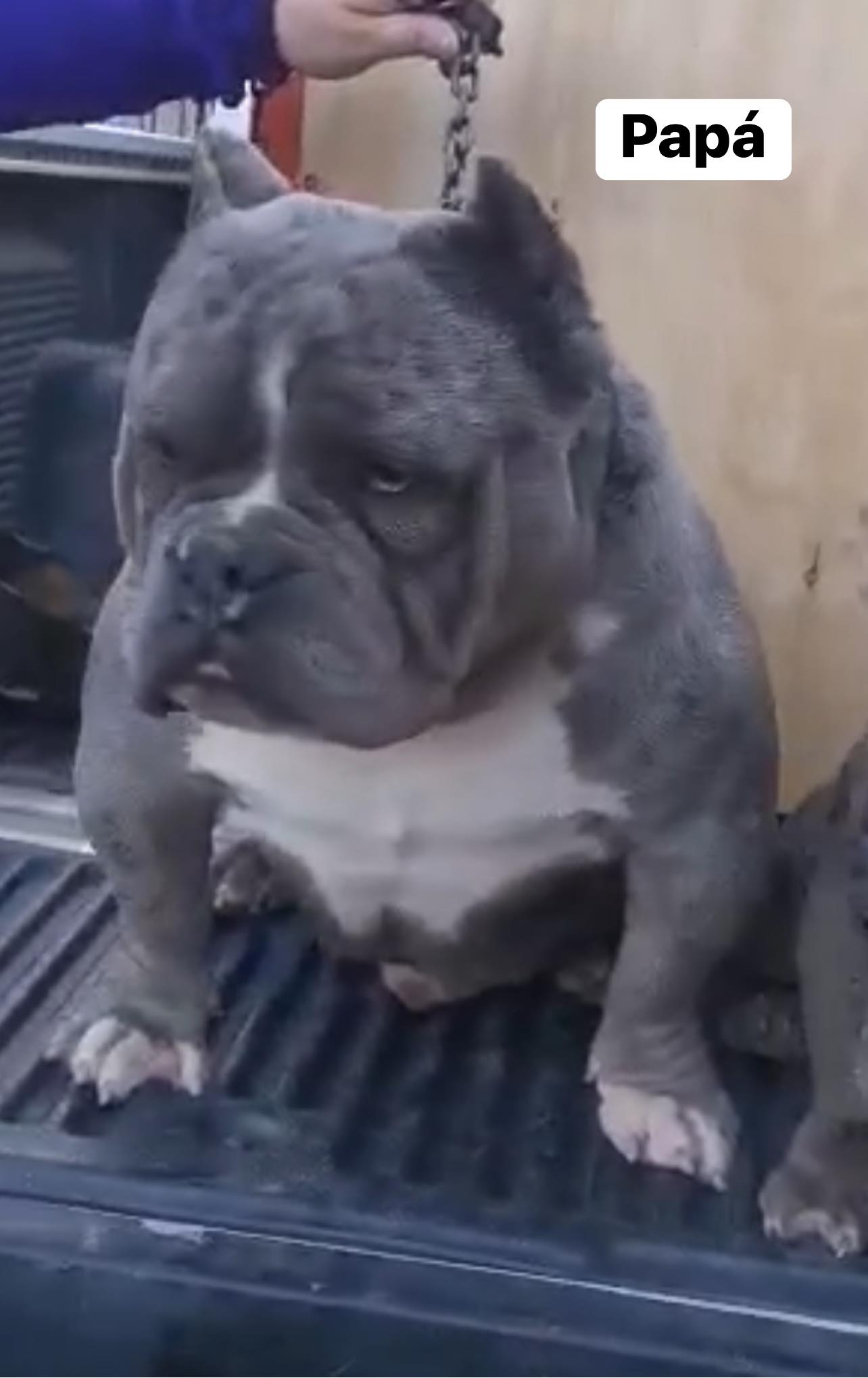 RARAMURI EXOTIC BULLIES NAI