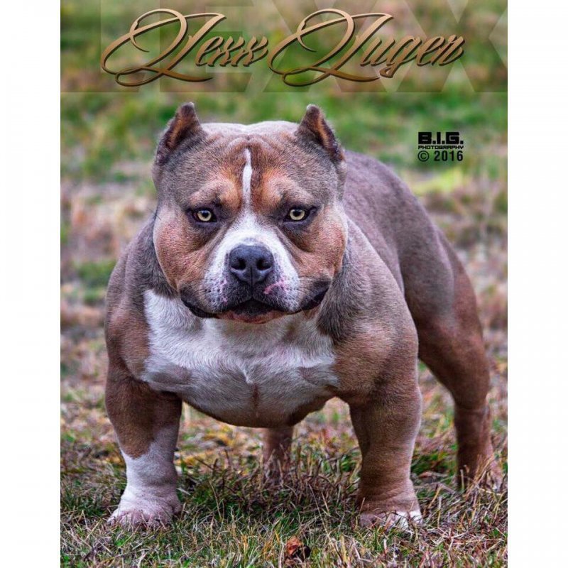 LIVEWIRE BULLIE'S LEXX LUGER