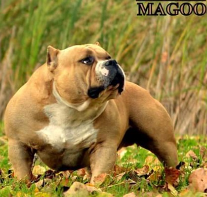 MUSCLETONE'S MAGOO