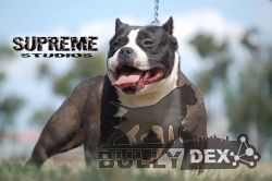 DEMON QUEEN OF VICSBULLYKENNEL