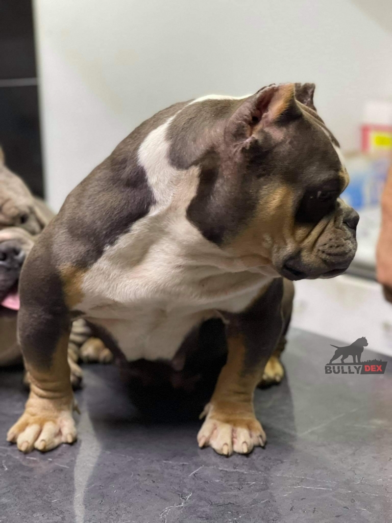 RARAMURI EXOTIC BULLYS MAYA